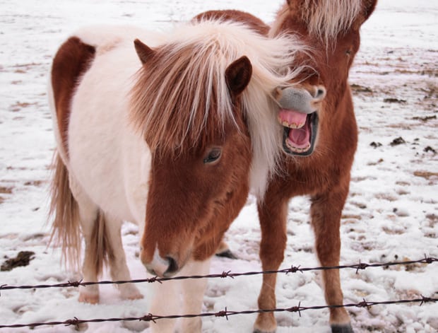 Paarden in IJsland