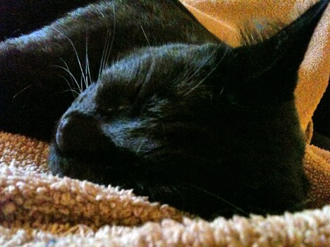 Een zwarte kat die slaapt