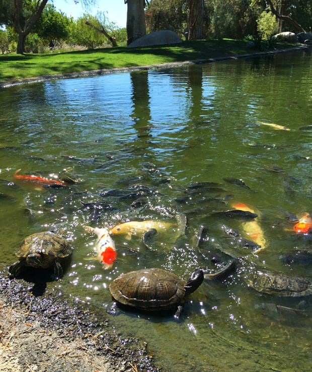 Two-Bunch-Palms-vis-schildpad-vijver