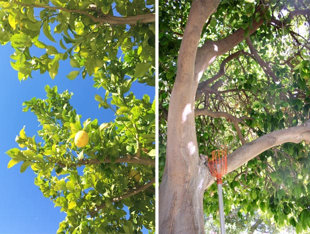 Two-Bunch-Palms-fruit-boom