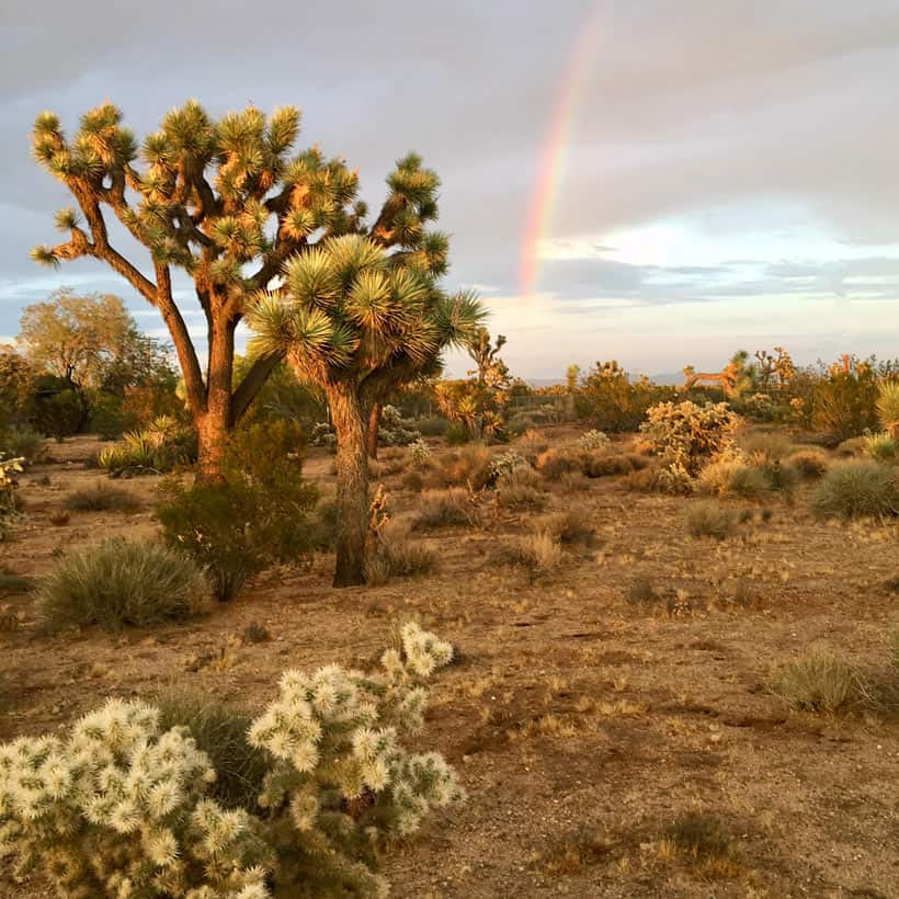 Regenboog in bewolkte hemel met cactus en Joshua Tree