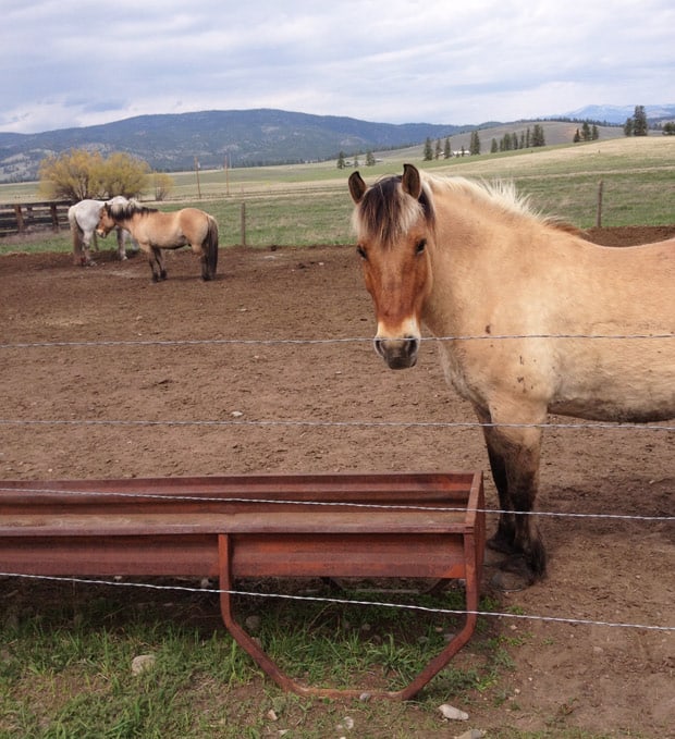 Jonge paarden op een ranch in Montana bij The Resort at Paws Up 