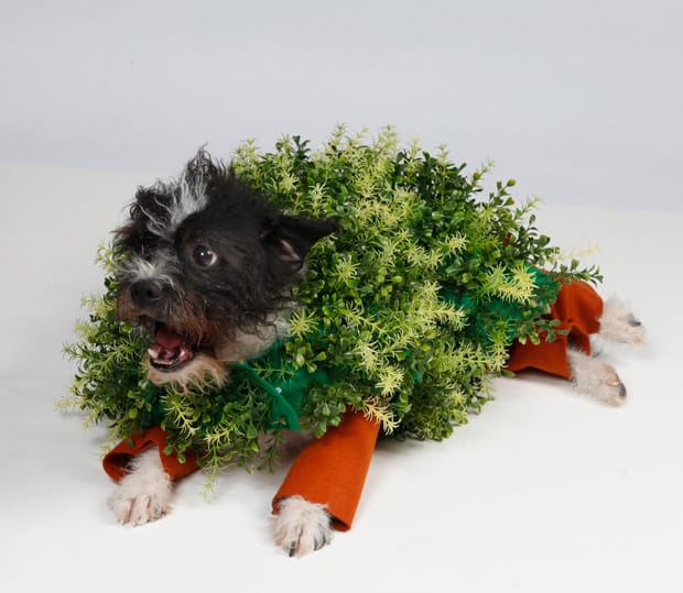 DIY-Halloween-Chia-Huisdier-Kostuum-hond