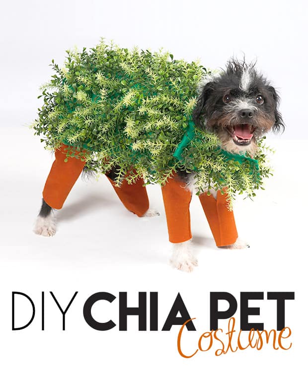 DIY-Chia-Pet-Halloween-Kostuum-2