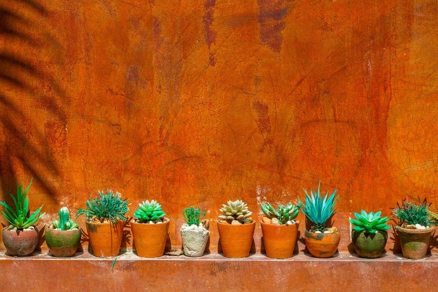 cactusplanten
